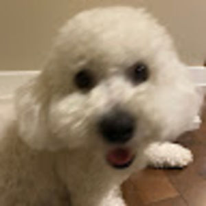 Meet your Posher, Maya